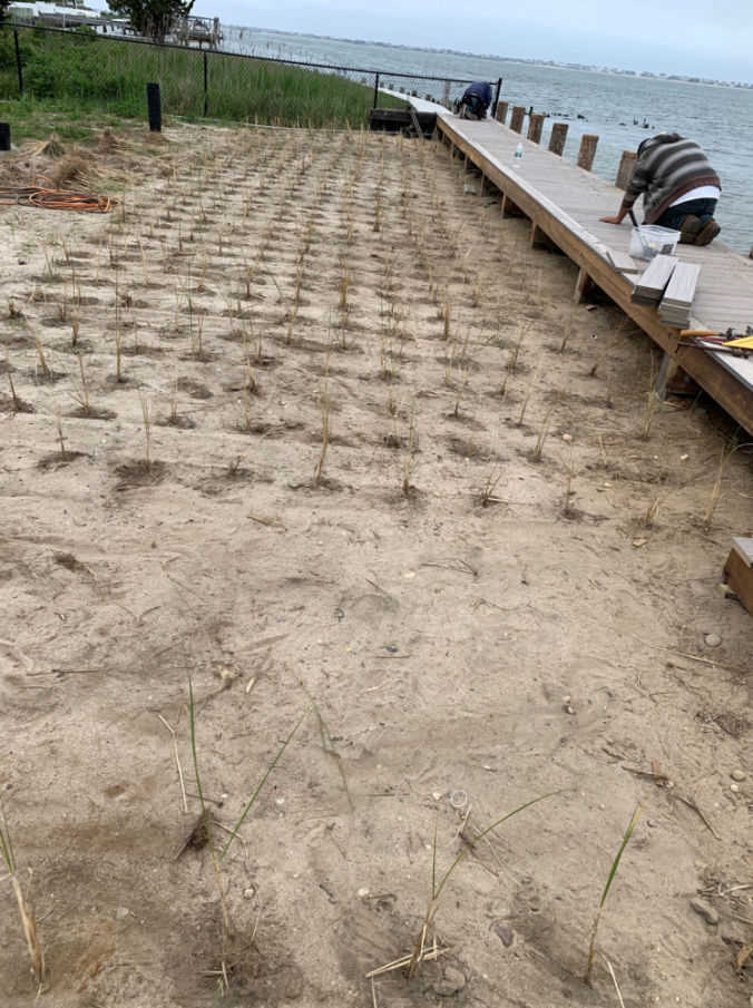 dock builder showing sea grass plantings